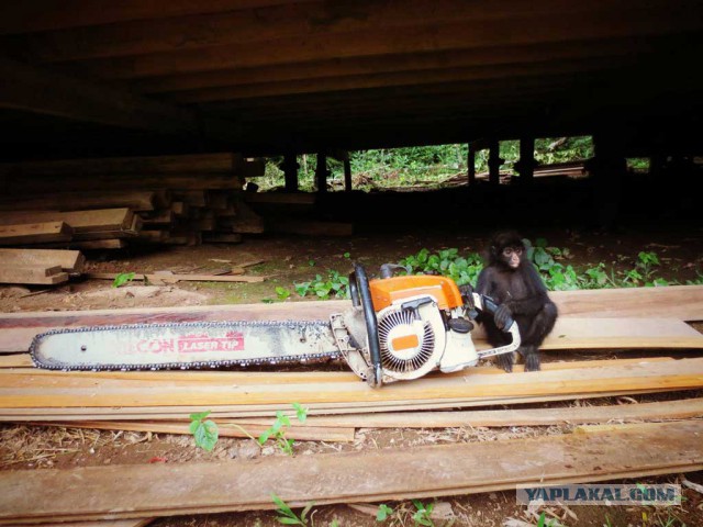 Весёлые картинки. Разбавим будни