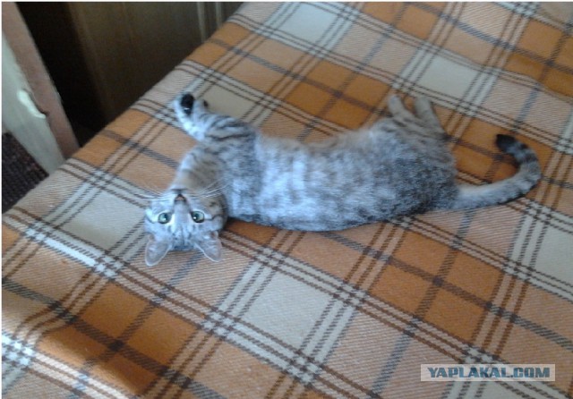 Боитесь взять котенка с улицы или из приюта?