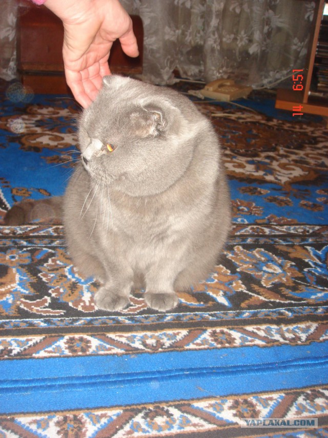 Котовторник  08.07.2014