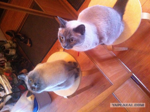 Котовторник 02.09.2014