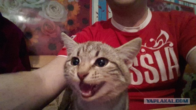Котовторник 7.10.2014