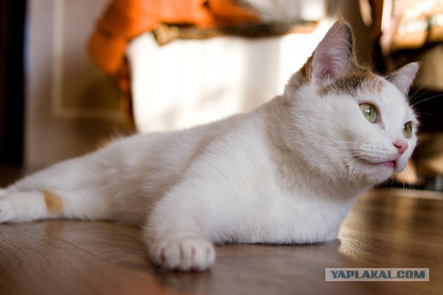 Феня...котовторнику