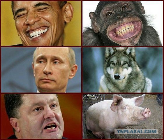 Волк - свинье и обезьяне не товарищ