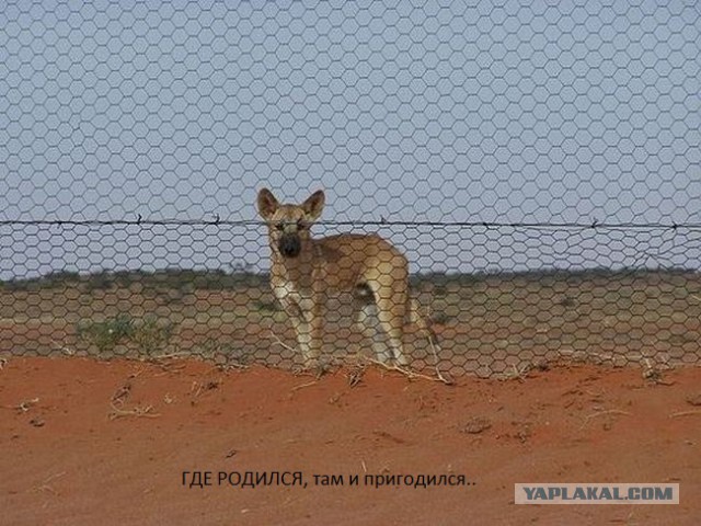 Массовое убийство в церкви Южной Калифорнии