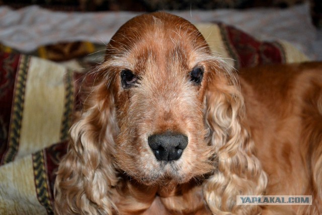 Приблудилось чудо