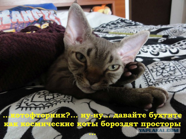Котовторник 13.10.2015