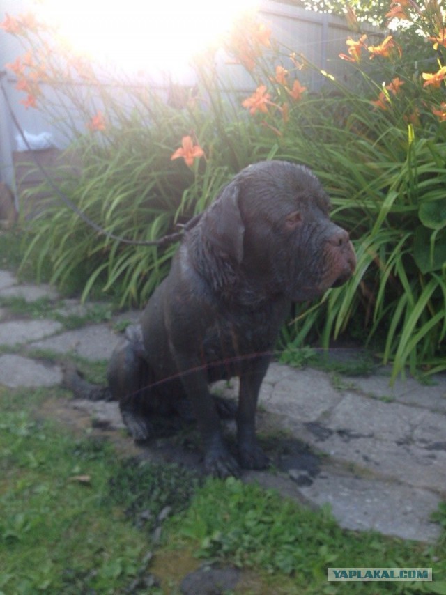 Собакочетверг же, ау!