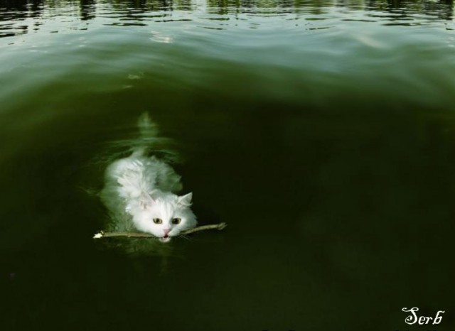 Кот водоплавающий.