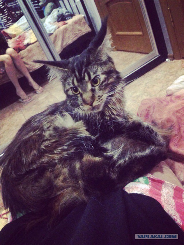 Котовторник 17.05.2016