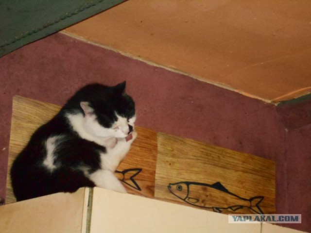 Жизнь домашнего приюта для котеек 115