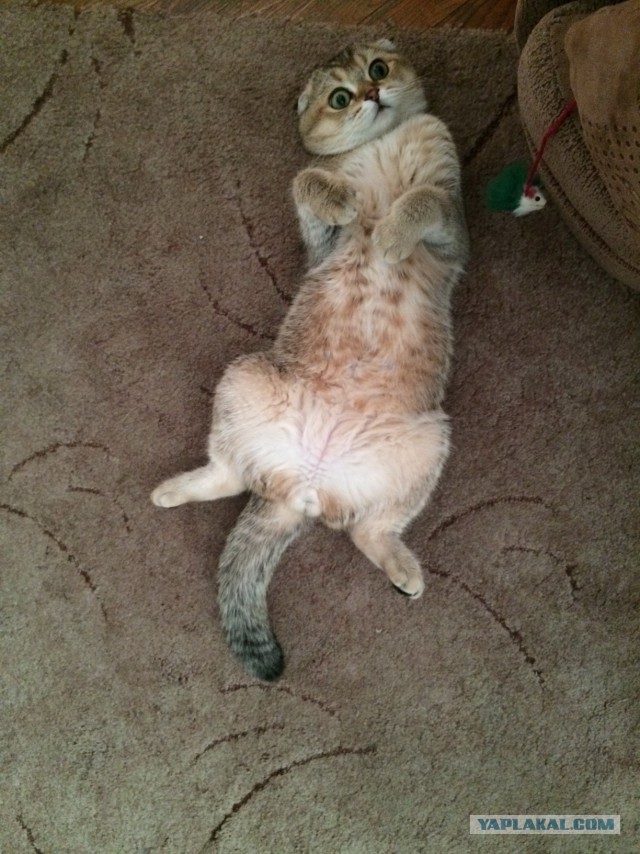 Котовторник 05.07.16