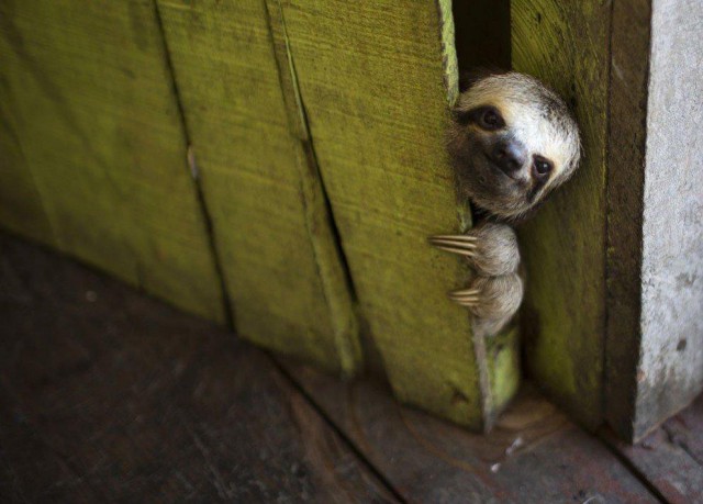 Самые смешные животные