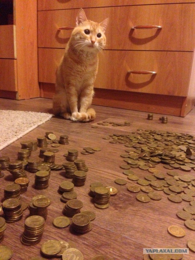 Вскрыл копилочку...