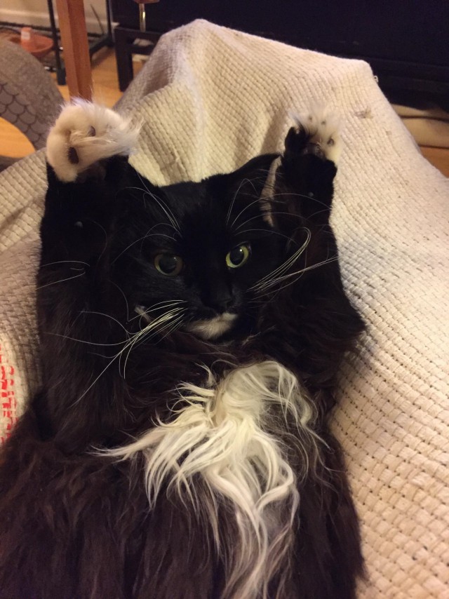 Коты и Кошки