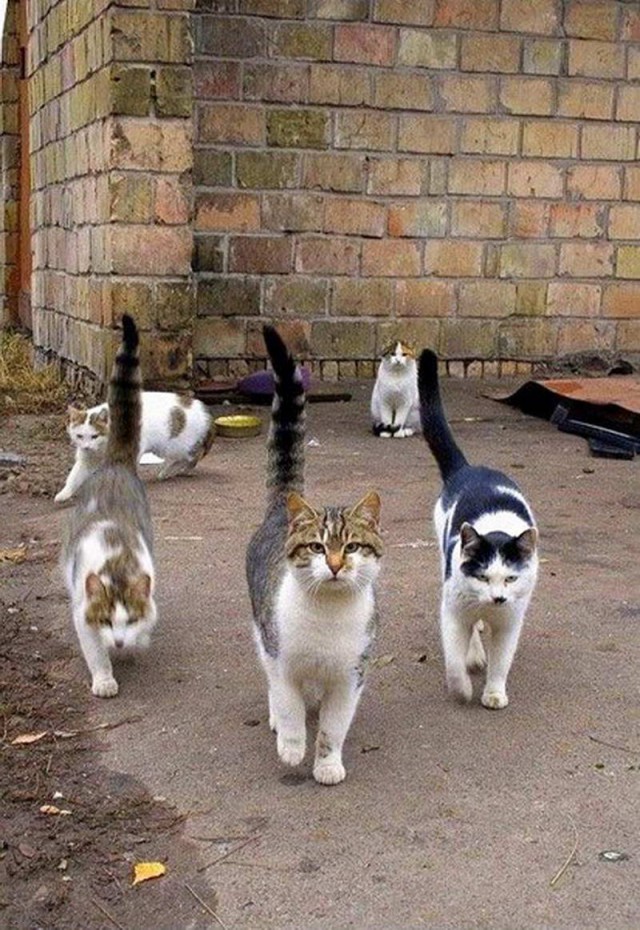 Коты. Отнюдь не ми-ми-ми.