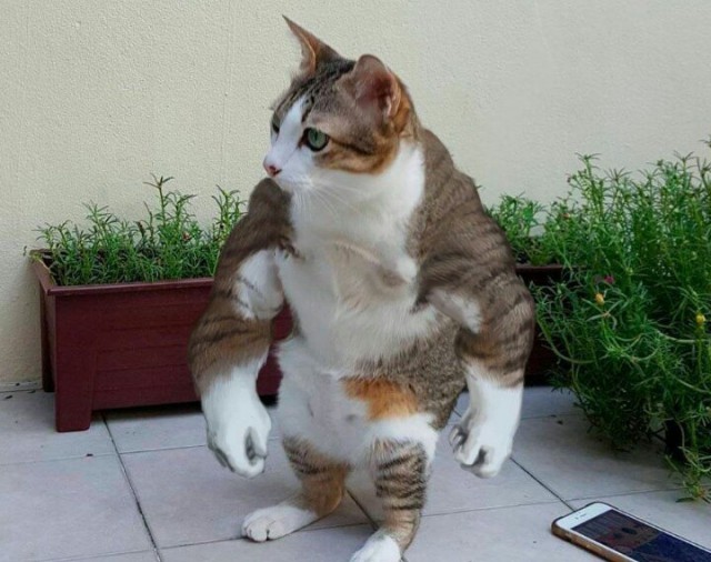 Коты и Кошки
