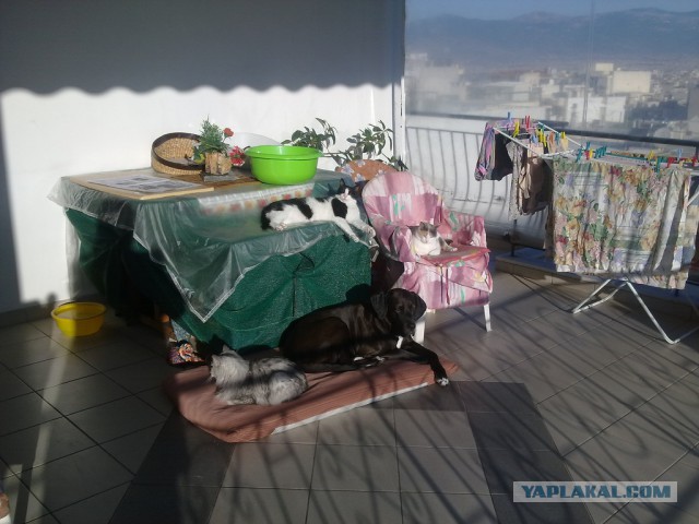 Котовторник  05.12.2017