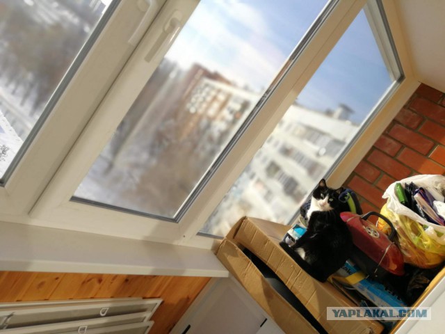 Котовторник  19.12.2017