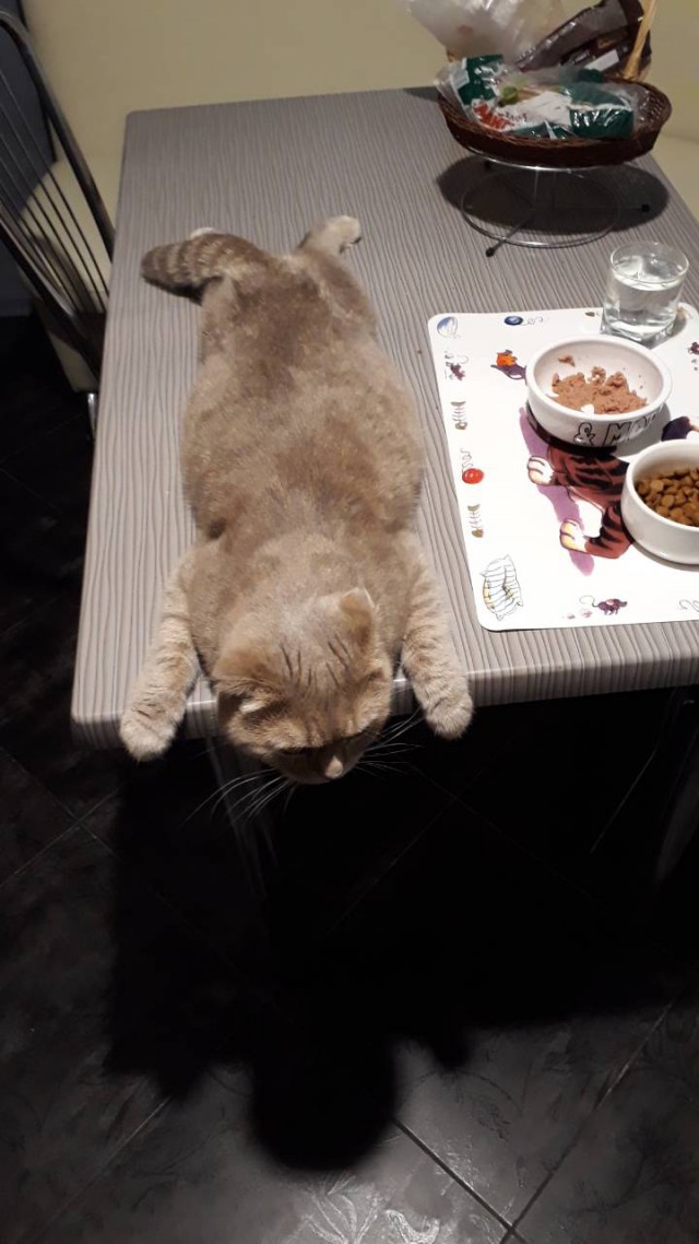 Прикольных котов пост