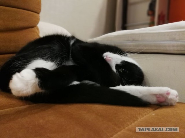 Котовторник ждали? А вот и он!