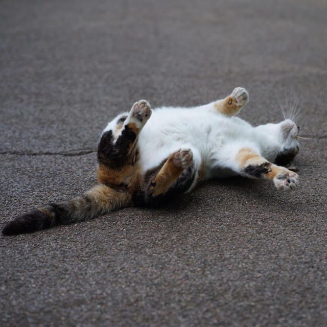 Котовторник 05.06.2018