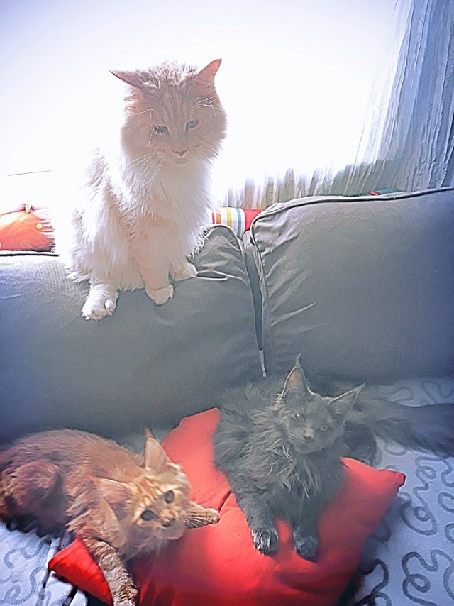 Котовторник  12.06.2018