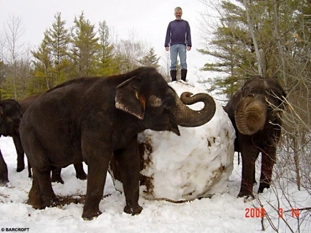 Как слоны в снежки играли