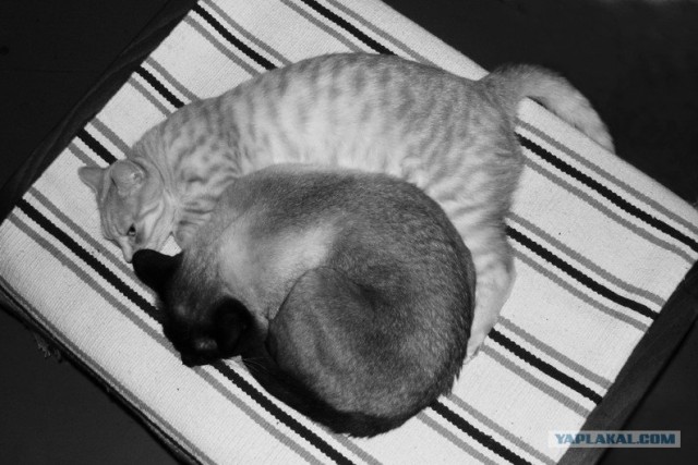 Котовторник (06.01)