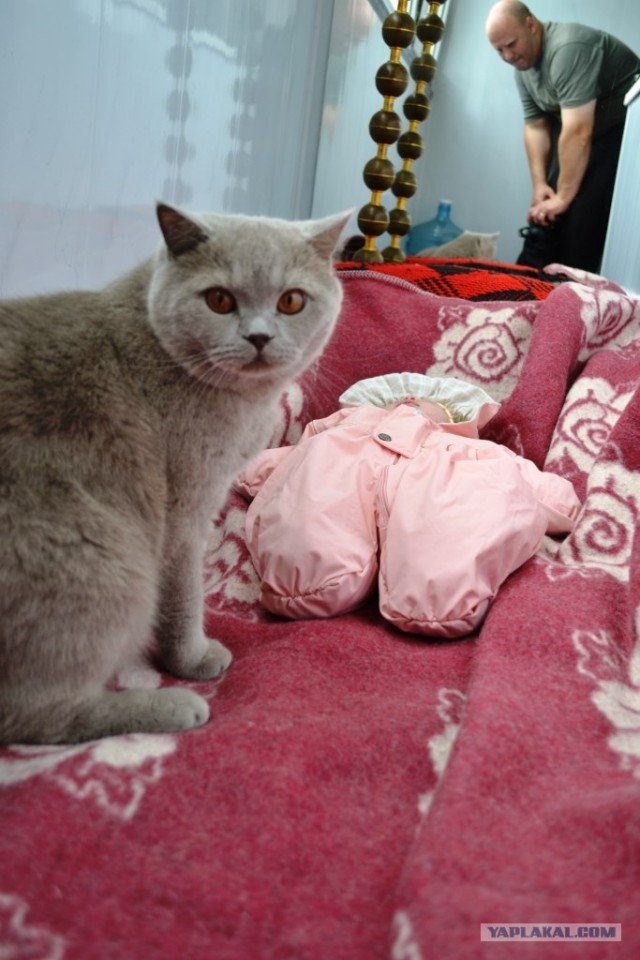 Десантный котовторник