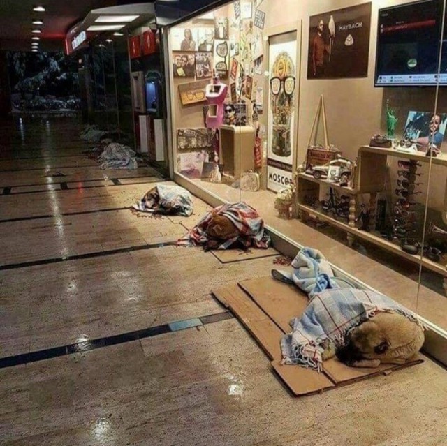 Живность из сети