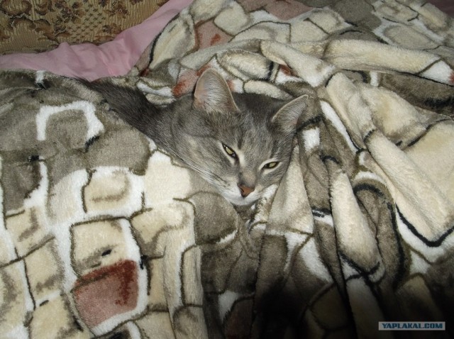 Ну и где ваш котовторник?