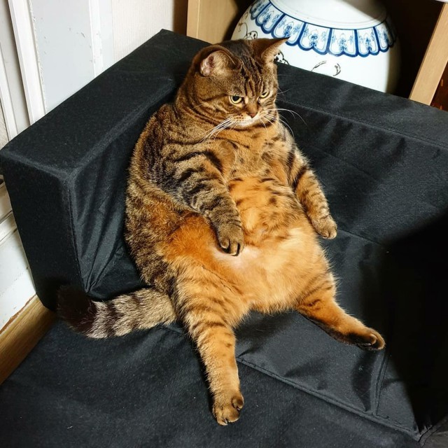 Прикольных котов пост