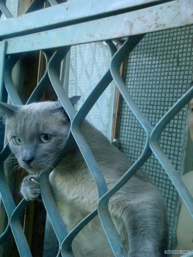 Котовторник (31.01.2012)