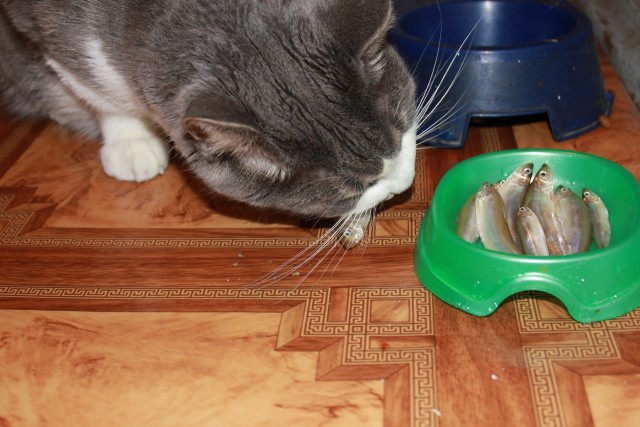 Котовторник 20.03.2012