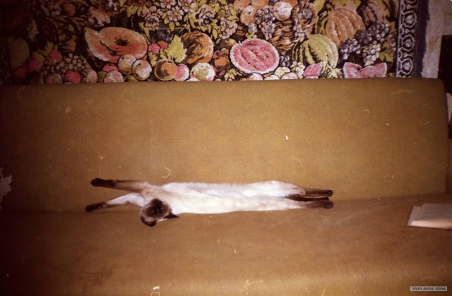 Котовторник  от 3.04.2012