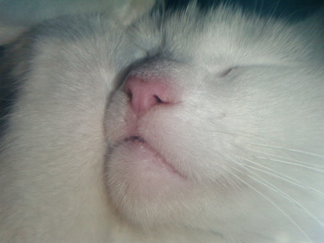 Котовторник 17.04.2012