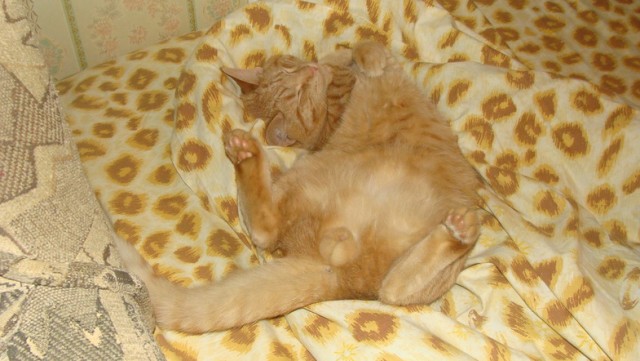 Котовторник  12. 06. 2012