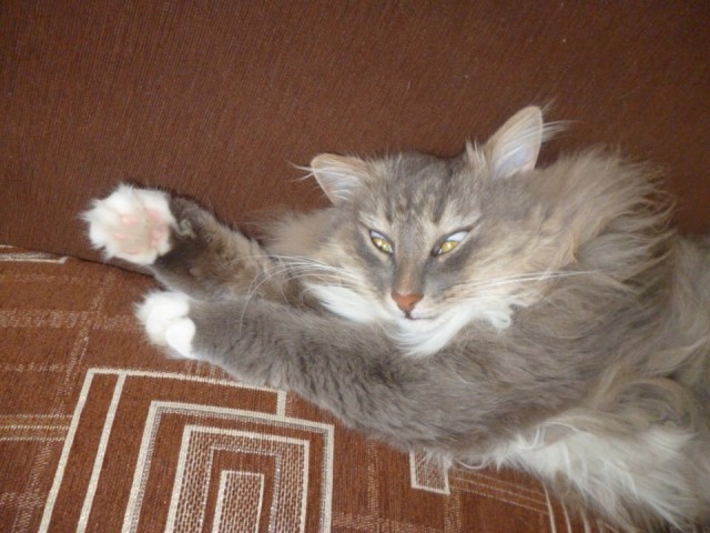 Забавные фото котеек