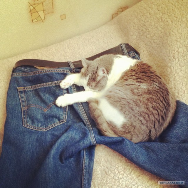 Котовторник 30.10.2012