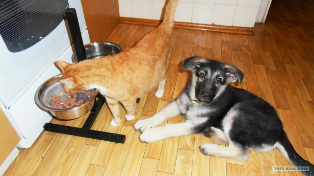 Собакочетверг