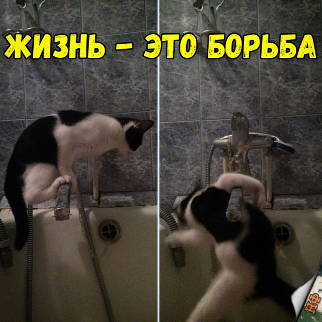 Прикольные картинки абавсём