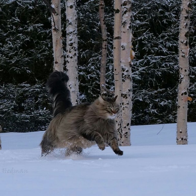 Живность из сети