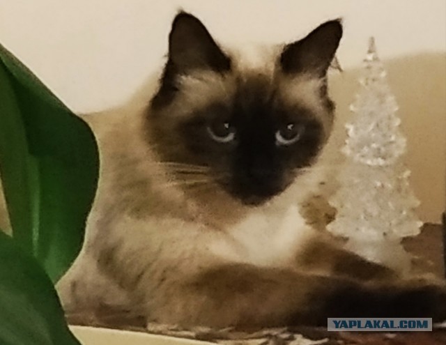 Названы самые популярные породы кошек в России