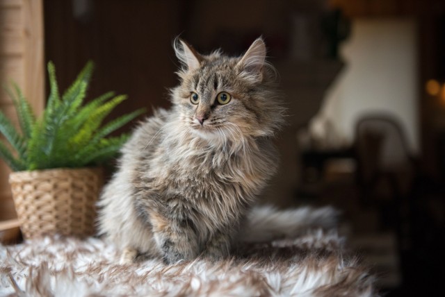 Забавные фото котеек