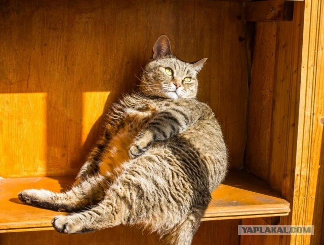 Картинки с котами и про котов