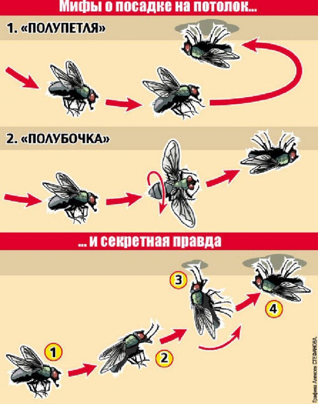 "Взлетит не взлетит". Создание мема о самолете и транспортере