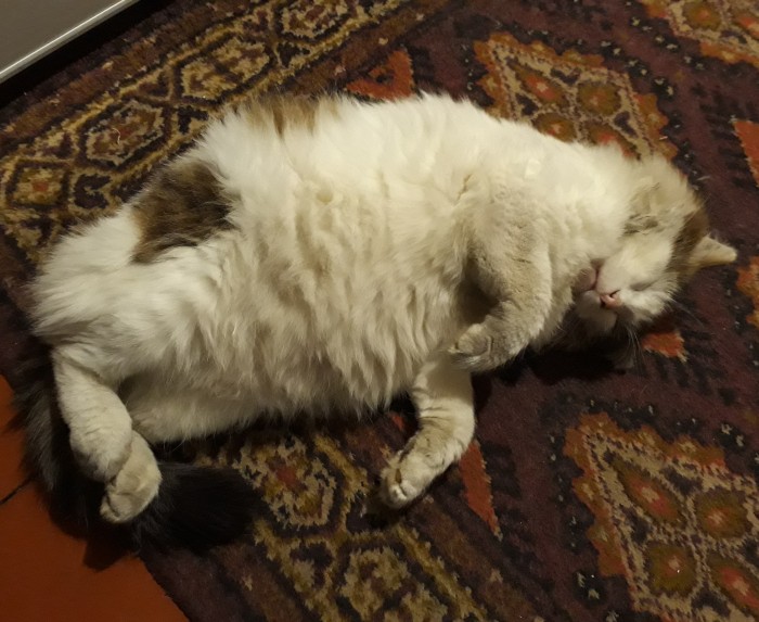 Котовторник *новогодний* 31/12/2019
