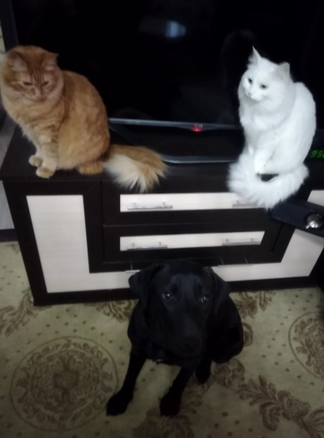 ̶К̶о̶р̶о̶н̶  Котовторник!
