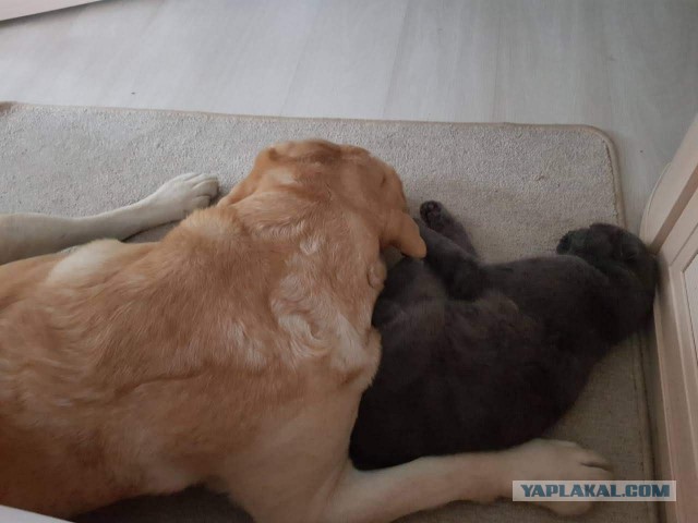 Почему кошки не ладят с собаками?