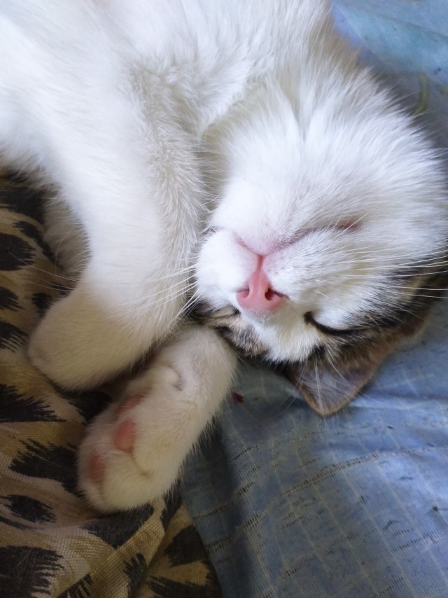 Коты, которые спят где попало и как попало